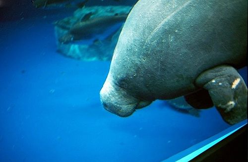 African manatee